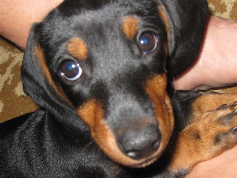 Кобели таксы из северной столицы. Такса мальчик. Собаки таксы в добрые руки. Такса щенок мальчик. Собаки таксы в добрые руки.