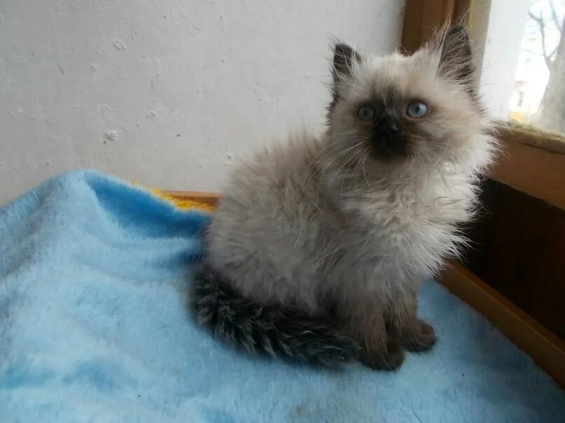 Кошка череповец. Кот в череповце. Кошки череповец. Котята череповец. Кошки череповец.