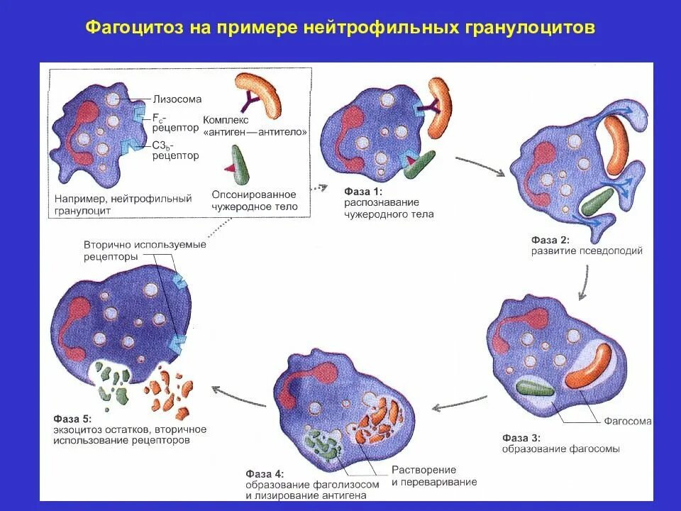 Активность макрофагов