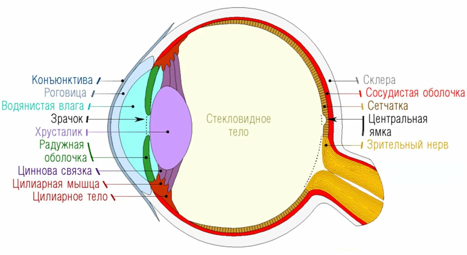 Строение глаза человека анатомия сетчатки глаза. Строение глаза сетчатка глаза. Строение глаза слои. Строение сетчатой оболочки глазного яблока.