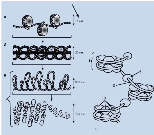 Схема различных уровней компактизации хроматина. Схема компактизации хроматина. Уровни организации интерфазного хроматина. Уровни компактизации хромосом. Схема компактизации наследственного материала клетки