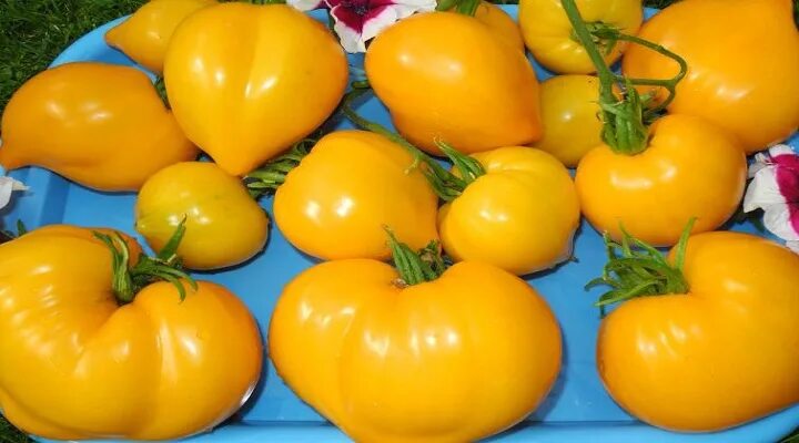 Томат желтые гребешки. Томат сорт золотые гребешки. Томат золотой гребешок. Томат золотой гребешок. Томат красный с желтыми прожилками.