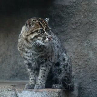 Трансильванская кошка