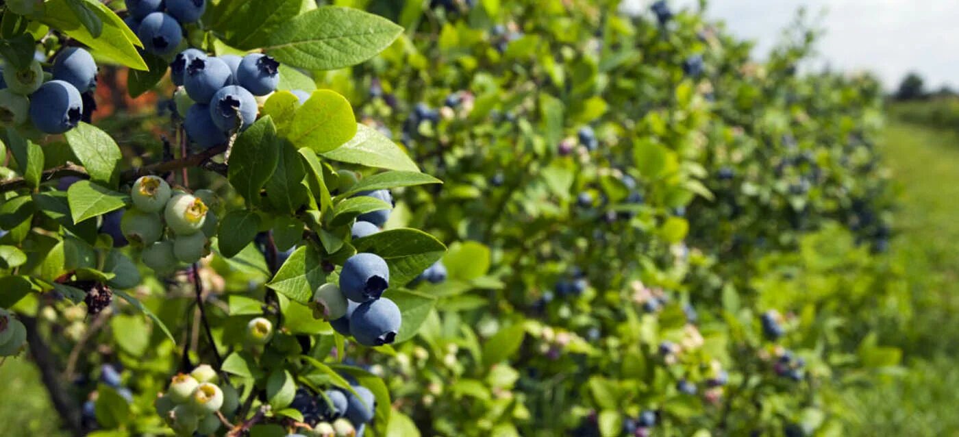 Куст голубики. Голубика садовая куст. Голубика высокорослая дюк. Vaccinium uliginosum голубика. Голубика элизабет куст.