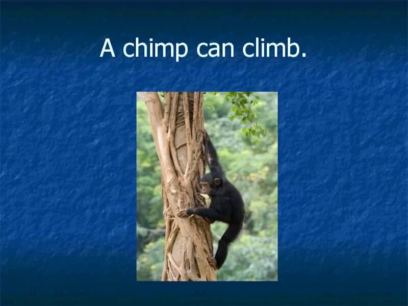 Can you climb like a chimp