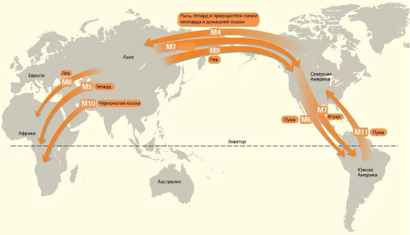 вторая миграционная волна. что вызывает миграцию клеток в очаг инфекции. волны миграции. малый талдыколь астана. протонная проводимость.