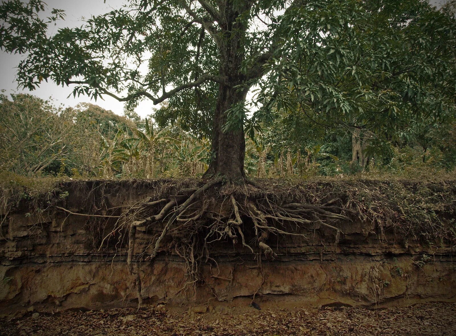 A tree without roots