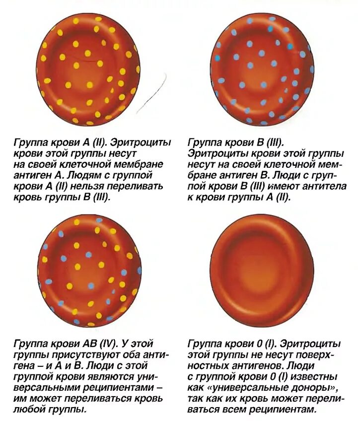 Отличие крови