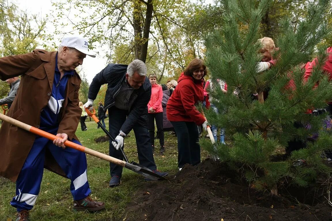 06. Короткое бревно без коры. 06. Калининградская область озеленение. Лиственные деревья.