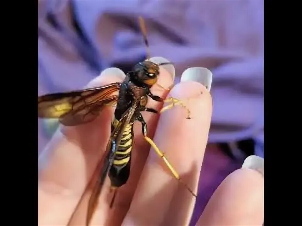 Tremex columba. Tremex columba насекомое.