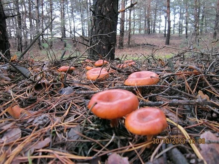 лес где растут рыжики. рыжик симбионт гриб. рыжик боровой и еловый. рыжики сибирские гриб. рыжики хмао.