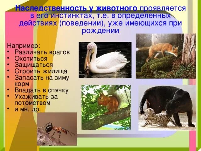 Примеры инстинктов у животных. Примеры инстинктов у животных