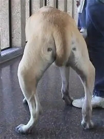 Дисплазия коленного сустава у собак. Дисплазия задних лап у собак. Дисплазия тазобедренных суставов у щенка. Дисплазия суставов у чихуахуа.