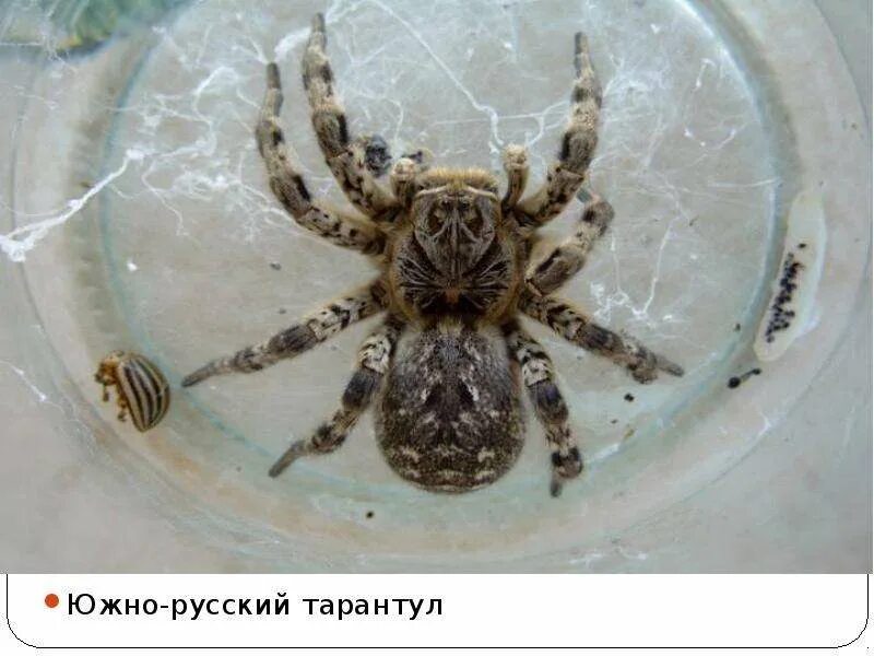 Средний тарантул. Южнорусский тарантул мизгирь. астраханский паук южнорусский тарантул. паук тарантул сибирский. южно уральский тарантул.