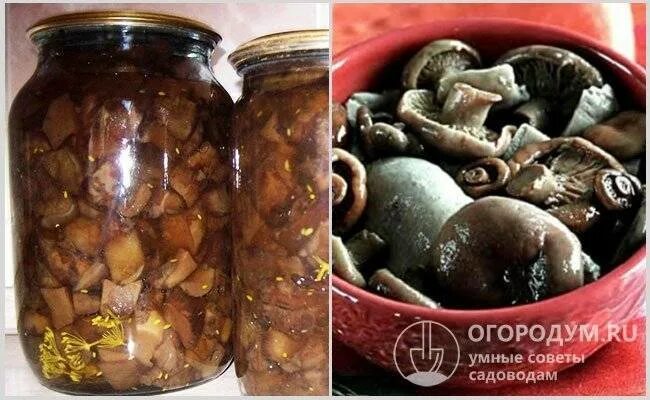 Засолка свинушек на зиму горячим. Маринованные грибы свинушки. грибы свинушки в банках. свинушки маринованные на зиму. свинухи грибы маринованные.