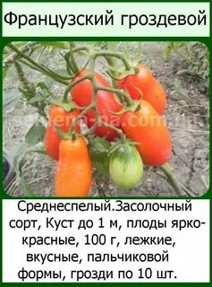 Томат гроздевой характеристика и описание
