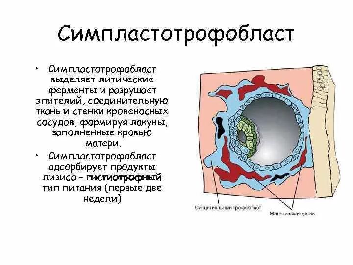 Дифференцировка трофобласта