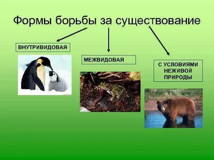 3 борьба за существование