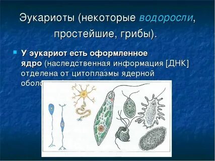Каковы общие признаки одноклеточных эукариот