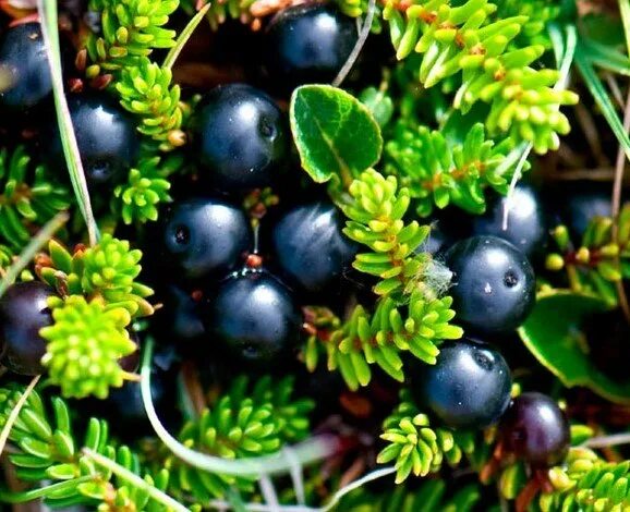 Шикша камчатка. Шикша глэмпинг. Шикша селигер. Шикша селигер. Шикша глэмпинг.