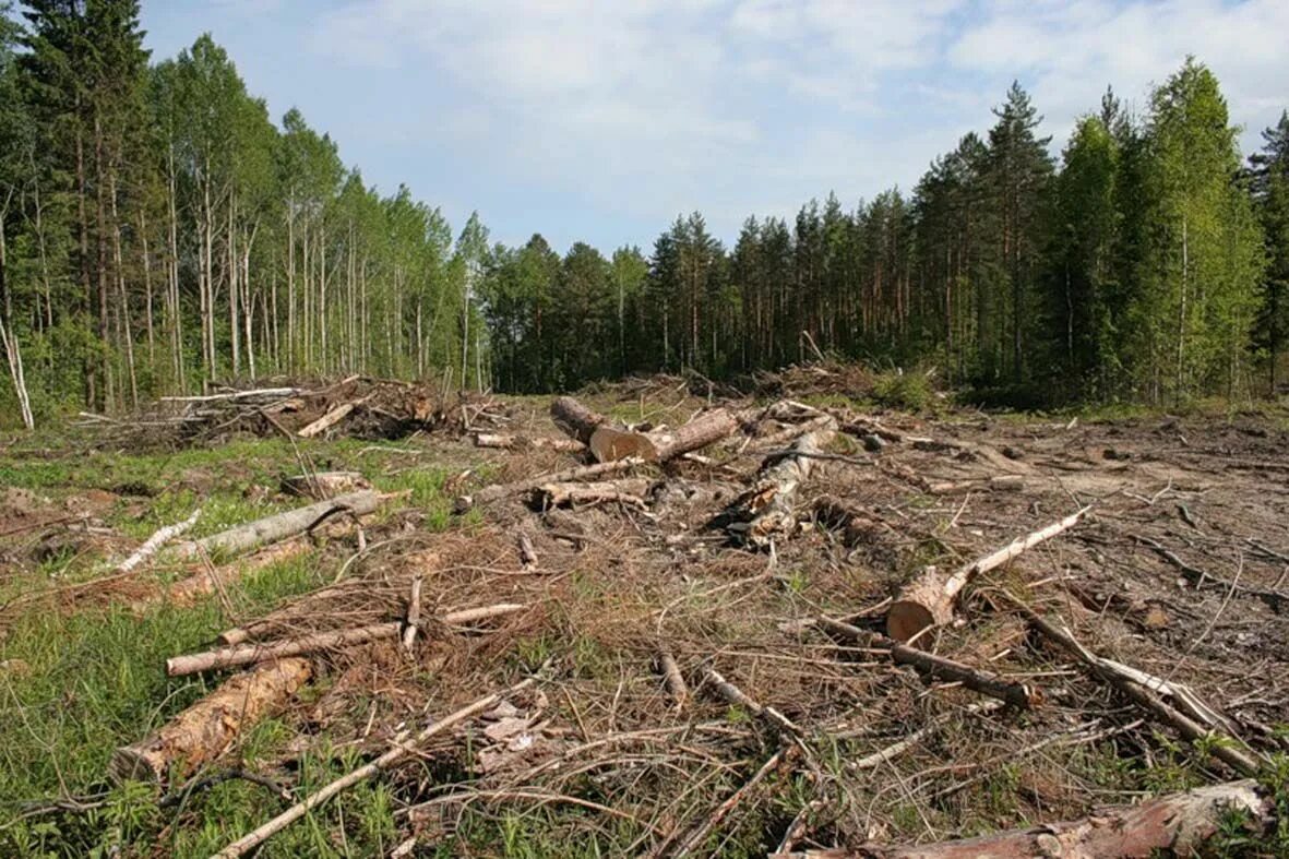 Вырубка леса. Уничтожение лесов. Истребление лесов. Экология леса.