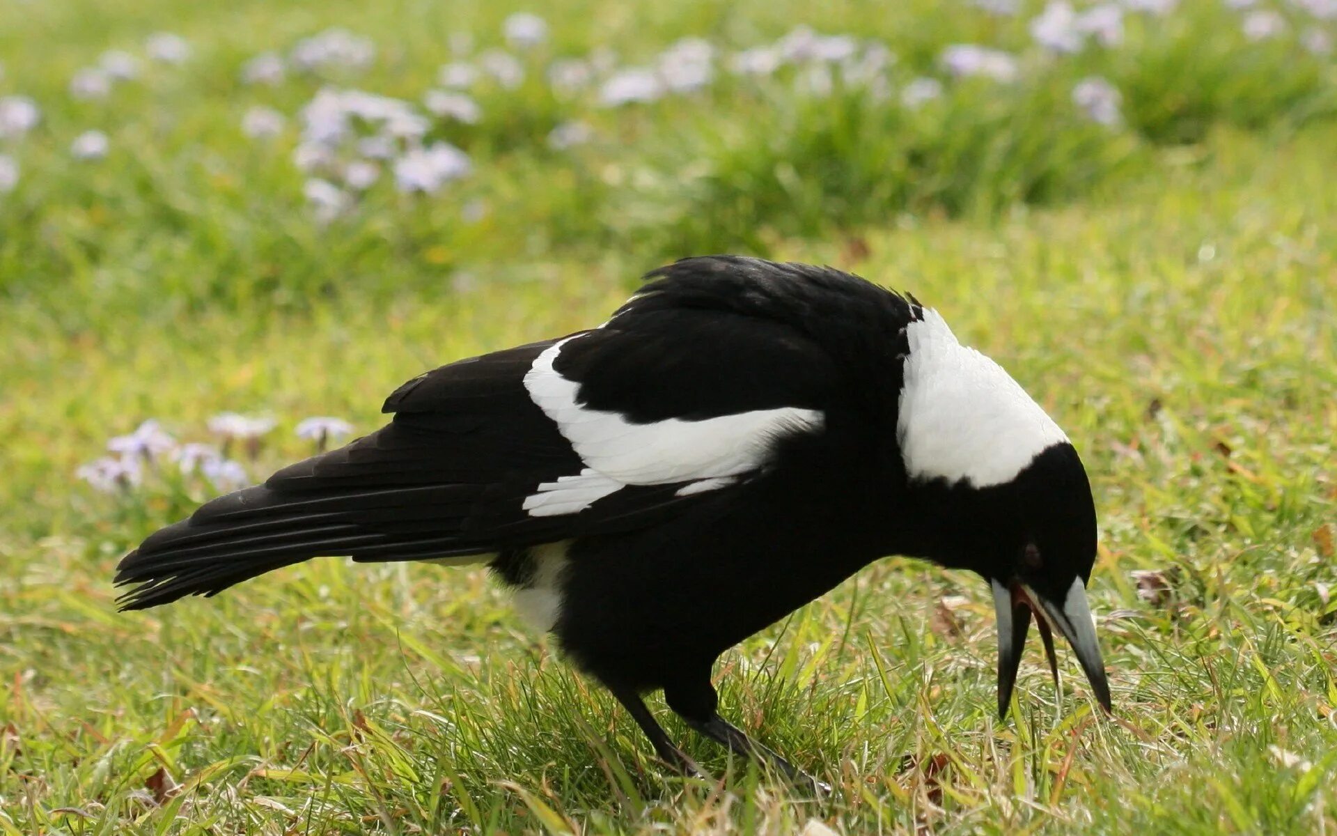 Пегий ворон. Черная птица с белым хвостом. Ворона. Черно белая ворона.