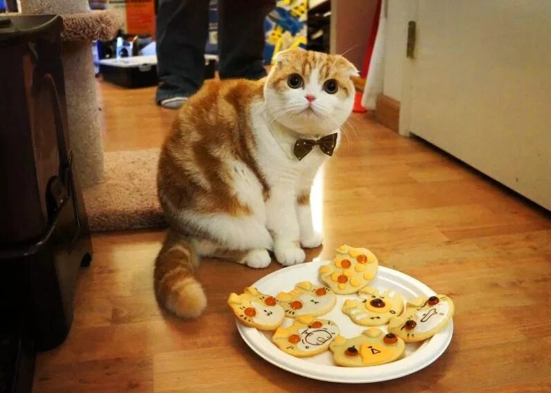 Кот пирожок. Кот есть печенье. Мультяшные милые печенюшки. Кот есть печенье. Печенье кот.