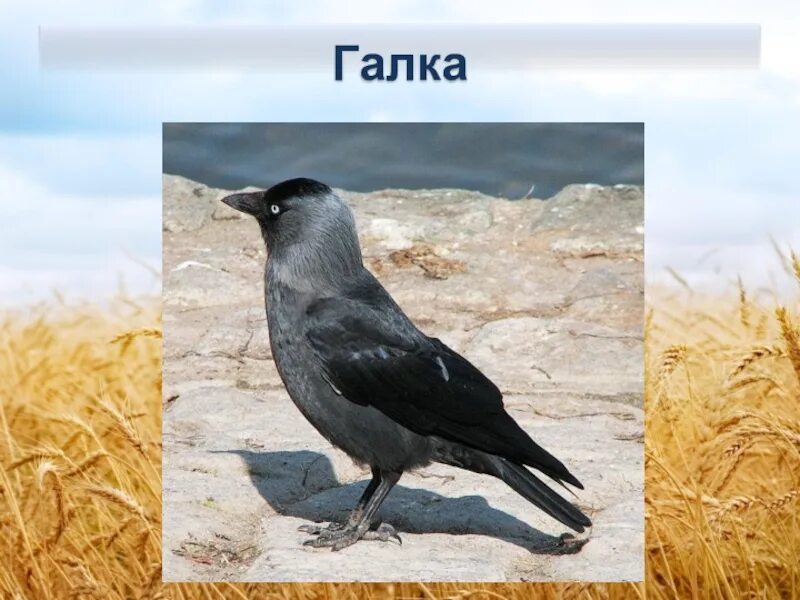 Рассказ галка. Галка какой жанр. Галка какой жанр. Галка какой жанр. Галка птица.
