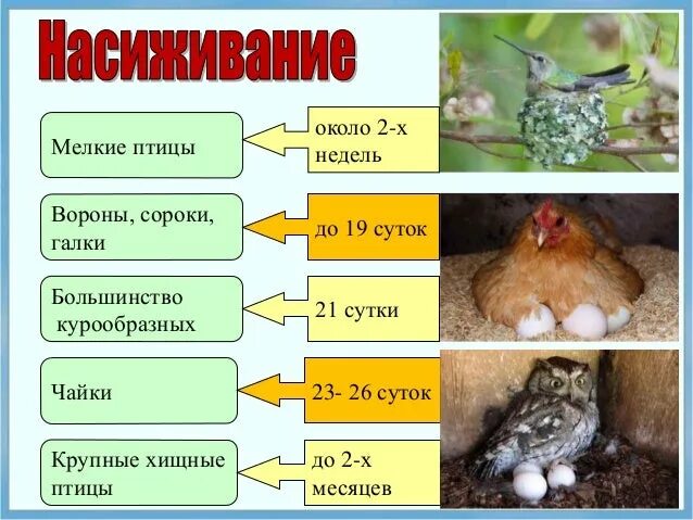 Строение птиц размножение. Размножение и развитие птиц. Размножение птиц птиц. Размножение и развитие птиц конспект. Размножение и развитие птиц строение яйца кратко.