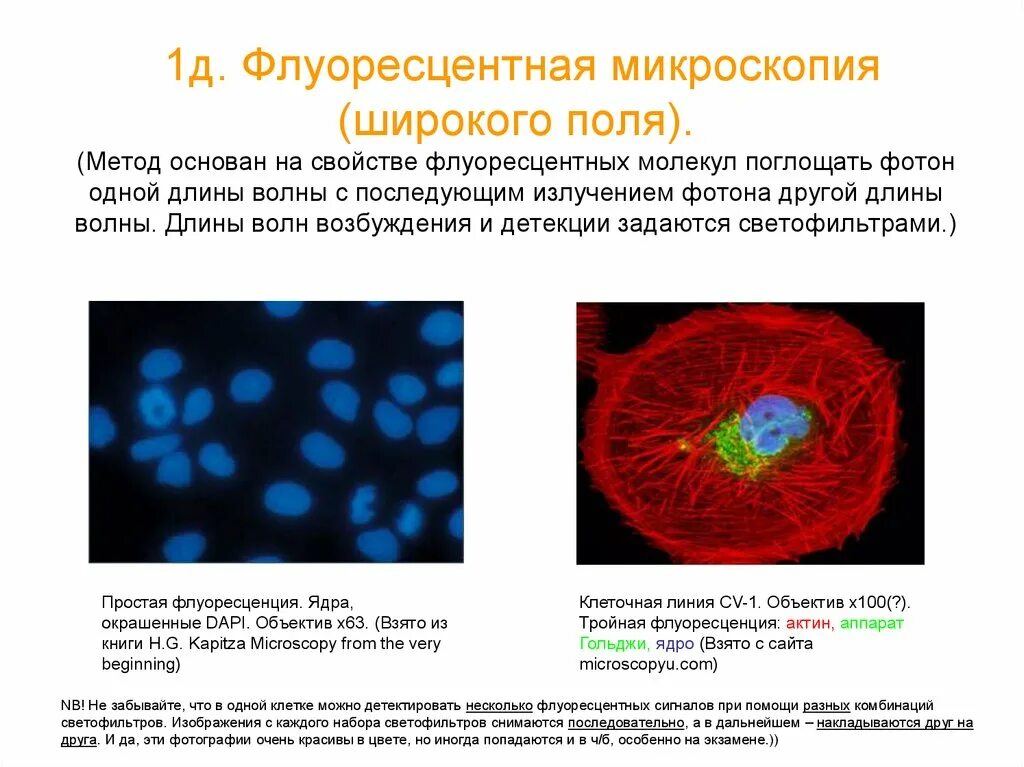 Метод флуоресцентной микроскопии. Люминесцентная (флуоресцентная) микроскопия. Аппарат Гольджи флуоресцентная микроскопия. Флуоресцентная микроскопия описание метода. Называют обладают флюоресцируют