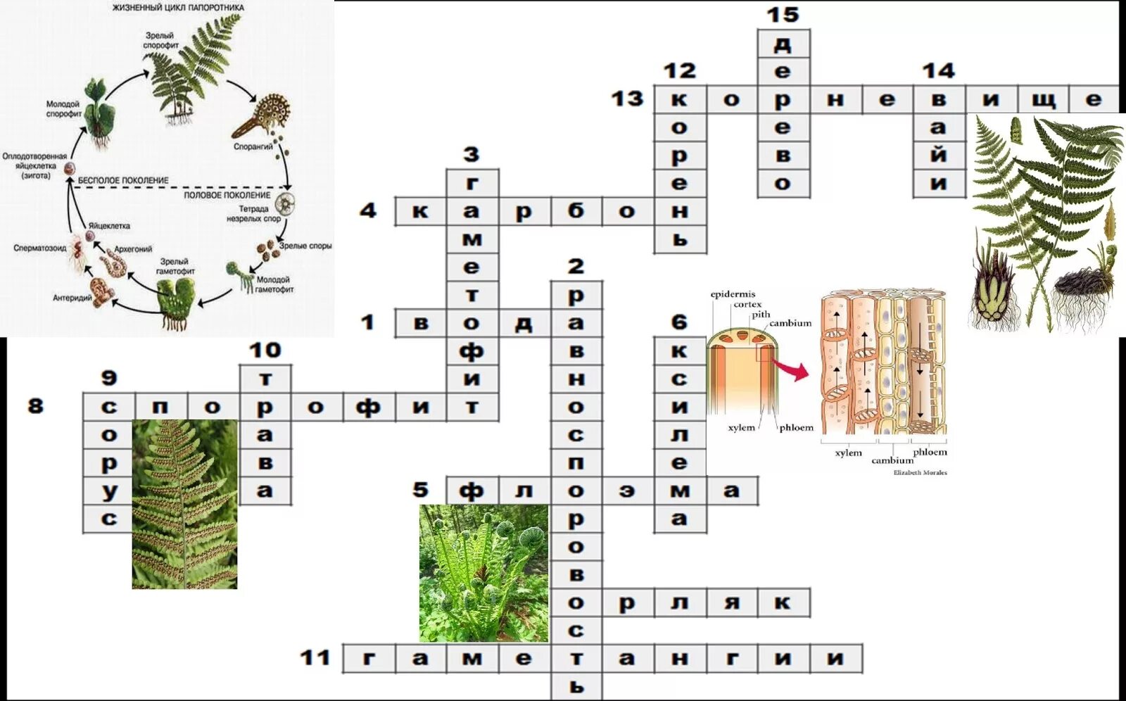 Кроссворд биология 6 класс мхи и папоротники. Кроссворд по биологии 6 класс на тему отдел Моховидные. Кроссворд по биологии 6 класс на тему плауны хвощи папоротники. Кроссворд по биологии на тему Моховидные 7 класс.