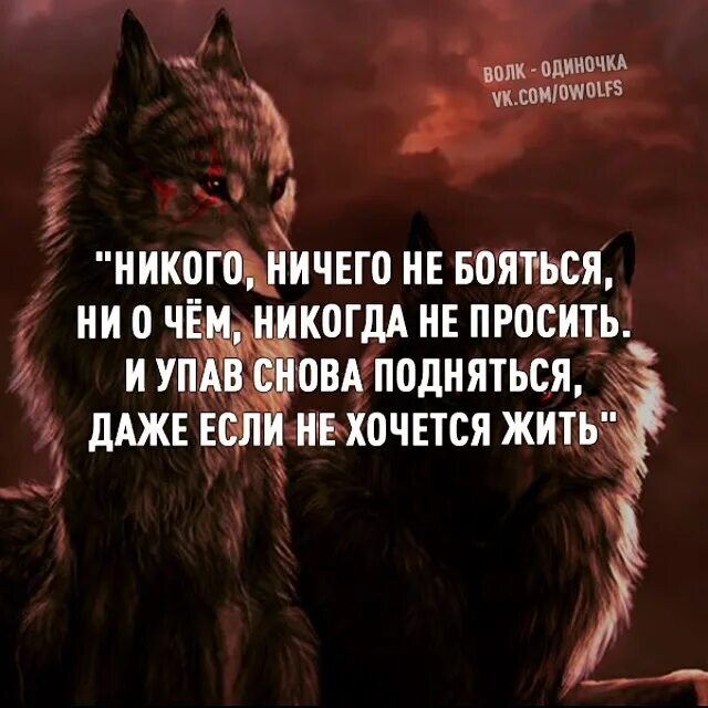 Я не верю ничему я одиночка. Волк одиночка цитаты. одинокий волк цитаты. статусы с волками.