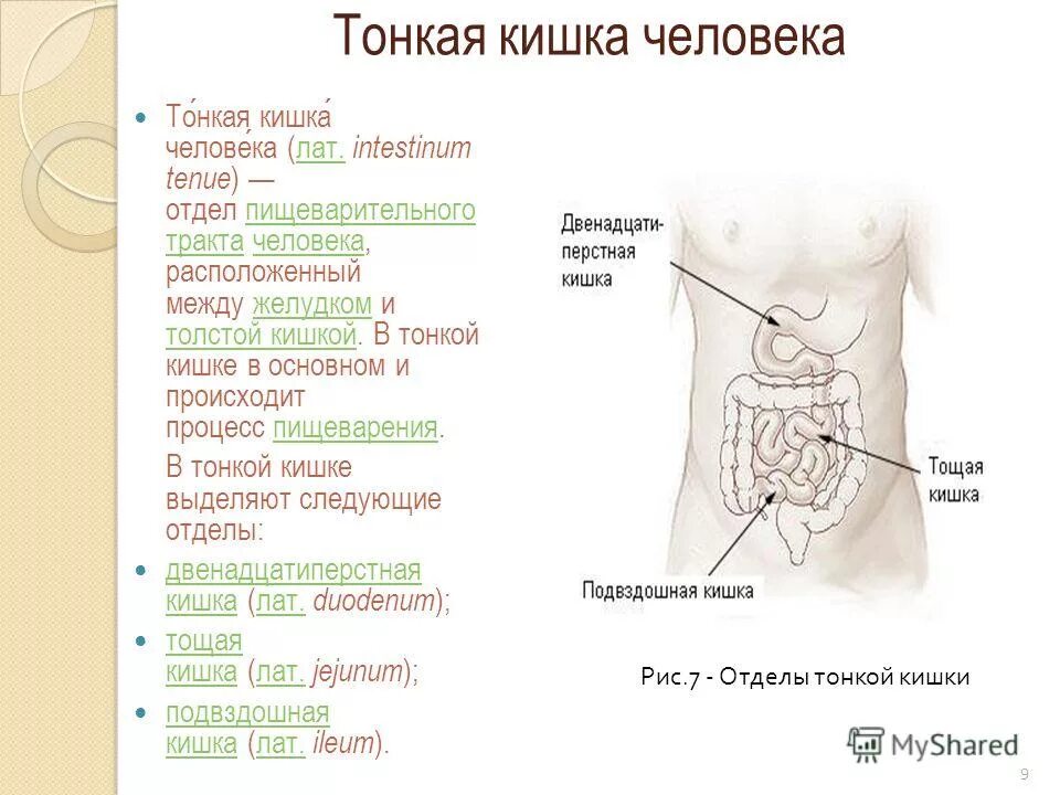 Какой процесс происходит в тонком кишечнике человека. Основные процессы тонкой кишки. Какой процесс происходит в тонком кишечнике человека. Процессы протекающие в тонком кишечнике. Процессы переваривания пищи в тонком кишечнике.