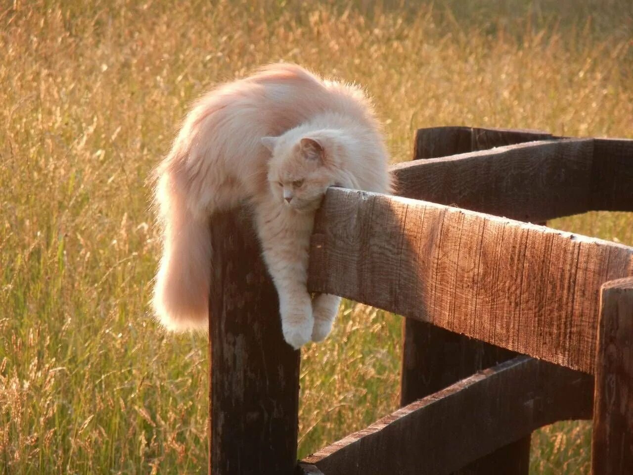 Дай смешные картинки. Кот на заборе. Котик на заборе. Смешные кошки на заборе.