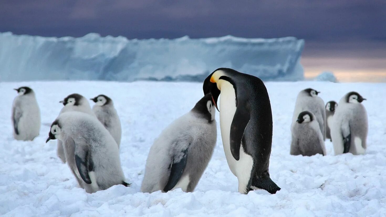 Обитатели полюсов. Пингвины в Антарктиде. Северный Ледовитый океан пингвины. Антарктический Пингвин. Северный полюс Арктика.