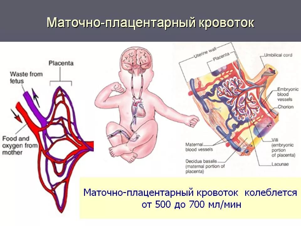 Гемодинамика при беременности. Маточно-плацентарный кровоток 1а. Маточный кровоток при беременности. Схема кровообращения плаценты. Маточно-плацентарное кровообращение схема.