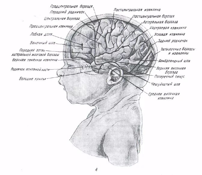 Мозг затылок. Строение мозга у младенца. Строение головного мозга для детей. Анатомия головного мозга ребенка.