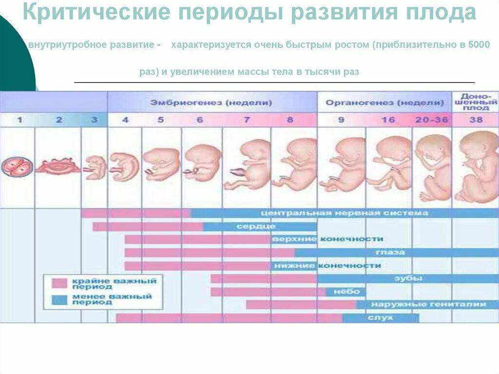 Периоды развития плода по периодам. Период развития эмбриона и плода по неделям. Периоды развития плода схема. Критические периоды развития плода таблица.