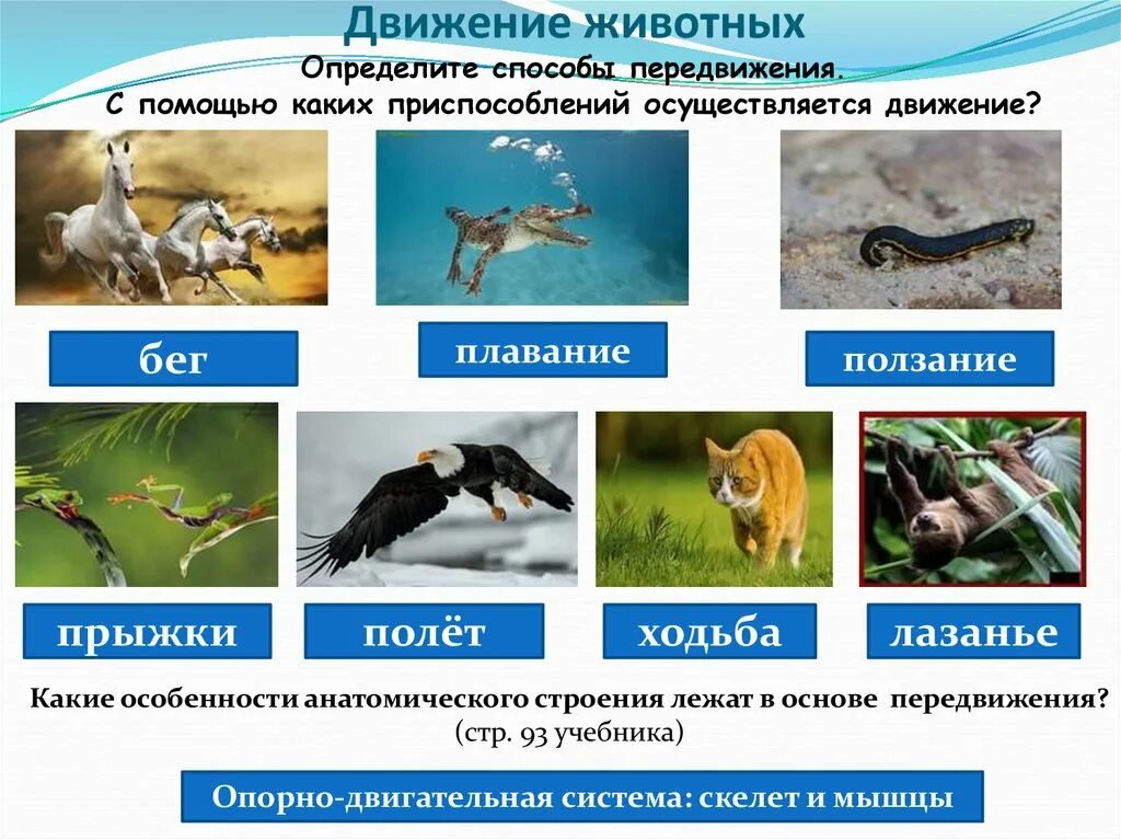 Особенности передвижения животных
