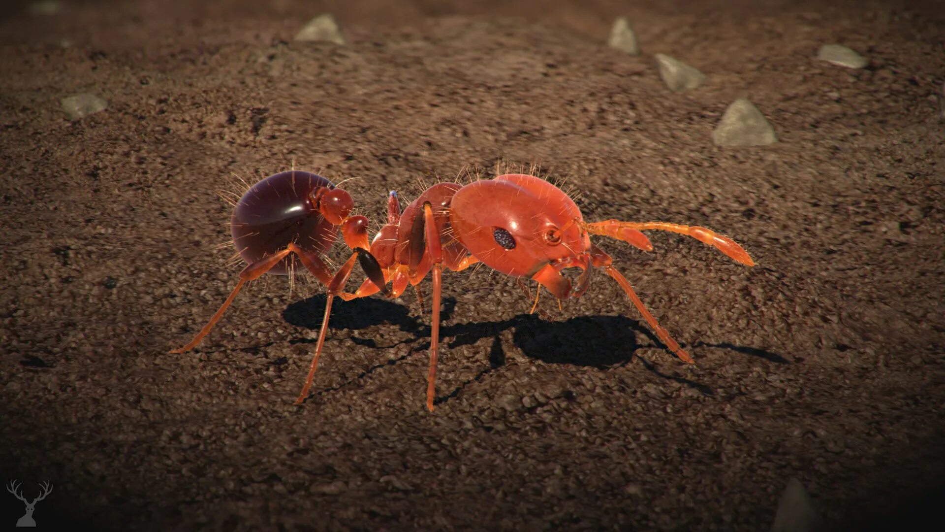Красный Огненный муравей. Огненные муравьи в Австралии. Красный Огненный муравей Австралии. Малый Огненный муравей.