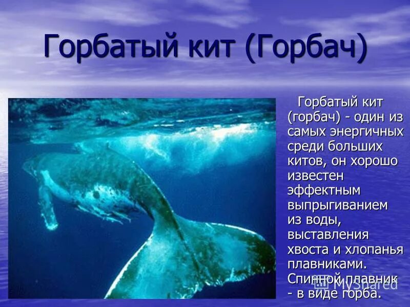 Сообщение о жителях морей и океанов. Интересные факты об обитателях моря. Животные обитающие в морях и океанах. Представители моря. Морские обитатели доклад