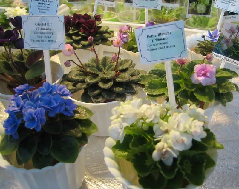 Дом фиалки на ввц. Центр фиалки на вднх укорененные черенки. Центр фиалки на вднх укорененные черенки. Дом фиалки на ввц в москве. Дом фиалки на ввц в москве.