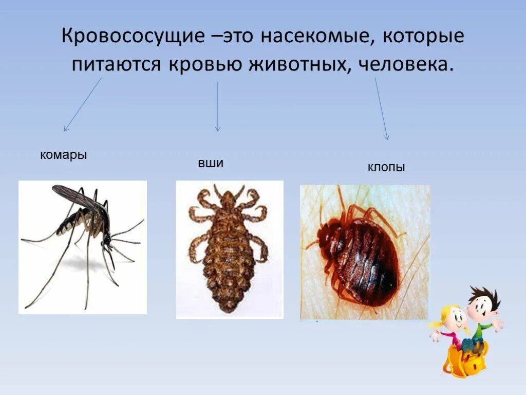 Кровососущие паразиты клопы. Бескрылые кровососущие насекомые. Отряд кровососущих насекомых. Насекомые которые питаются кровью людей.