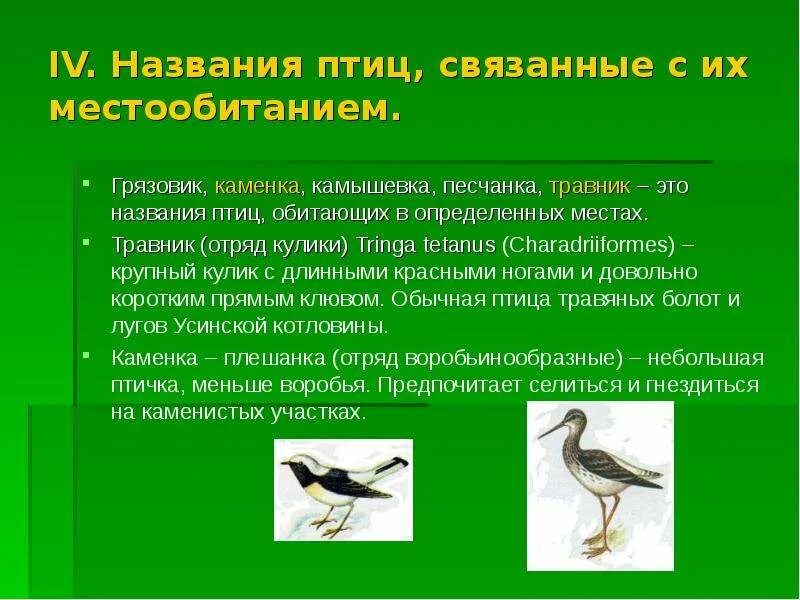 Происхождение названий птиц. Птица отряда Куликов. Название связанное с птицей. Места обитания птиц.