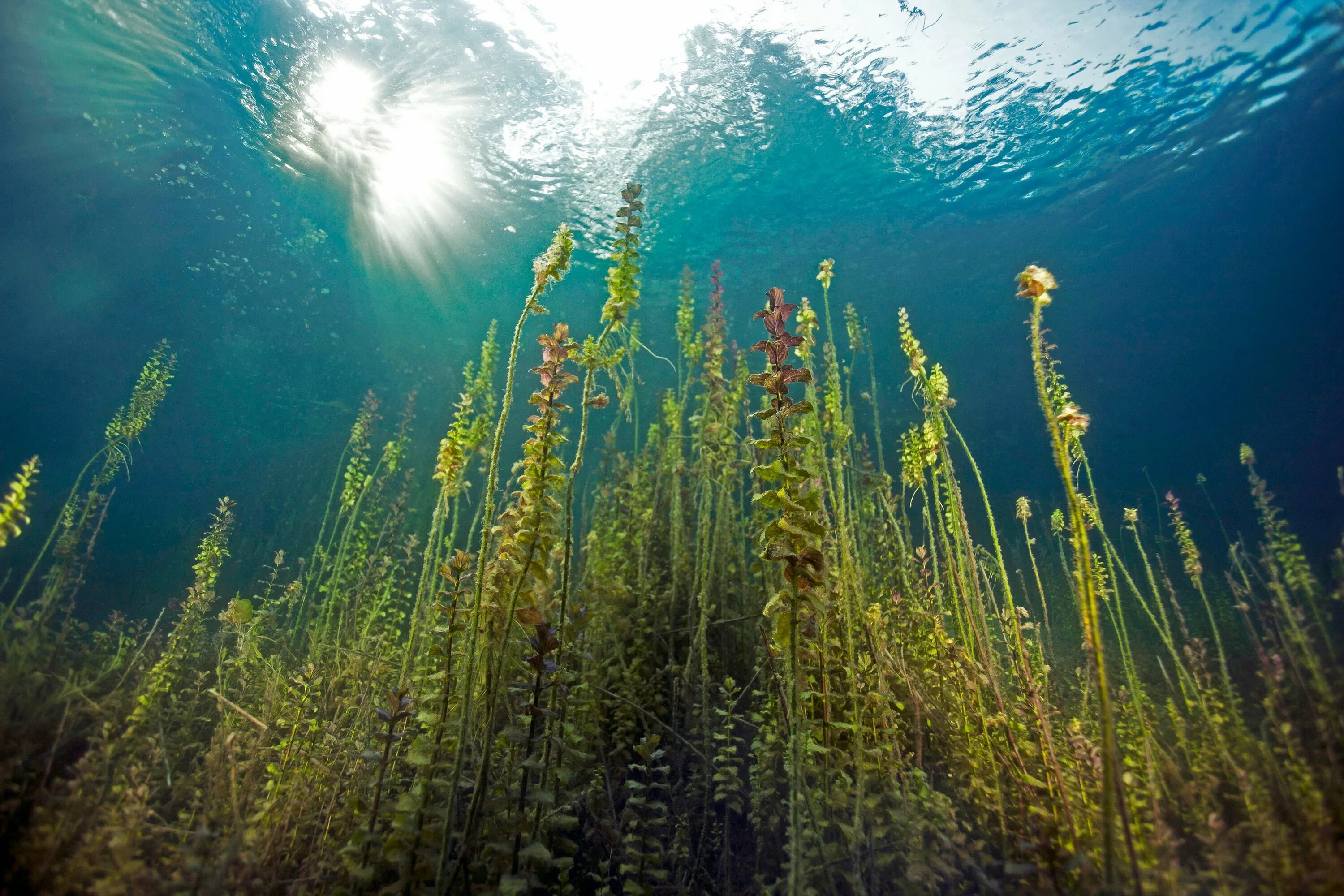 Водоросли и свет. Подводные растения. Растения под водой. Водные и подводные растения. Водоросли под водой.