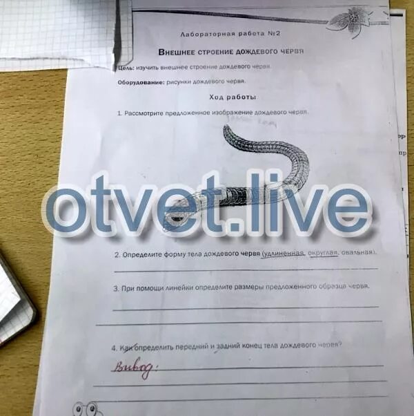 Биология внешнее строение дождевого червя. Лабораторная работа по биологии дождевой червь. лабораторная работа внешнее строение дождевого червя. внешнее строение дождевого червя 7 класс. лаборатория по биологии внешнее строение дождевого червя.