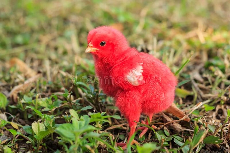 Красный цыпленок. Цыпленок красного цвета. Красный птенчик. Цыпленок клюет.