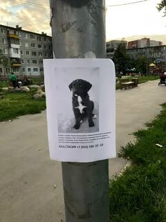 Собаки в узловой