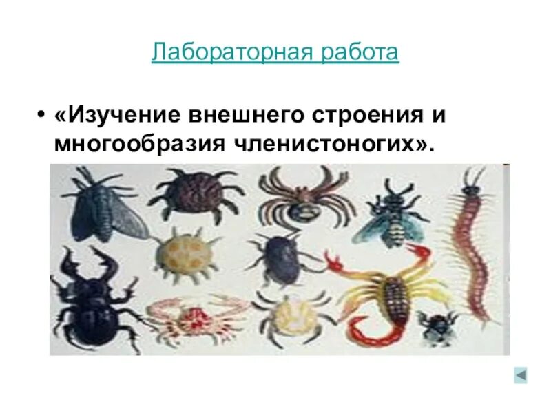 Лабораторная работа строение членистоногих животных. Изучение многообразия членистоногих лабораторная работа. внешнее строение и многообразие членистоногих. изучение внешнего строения членистоногих. лабораторная работа 5 изучение внешнего строения членистоногих.