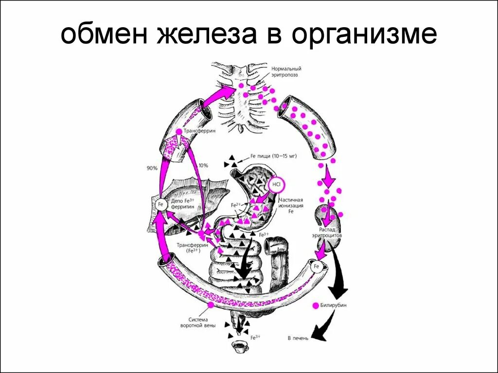 Метаболизм железа схема. Обмен железа в норме схема. Метаболизм железа в организме человека схемы. Метаболизм железа физиология. И прочего железа